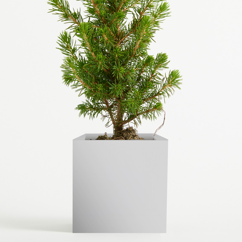 Potted Christmas Tree - White Aluminium Pot